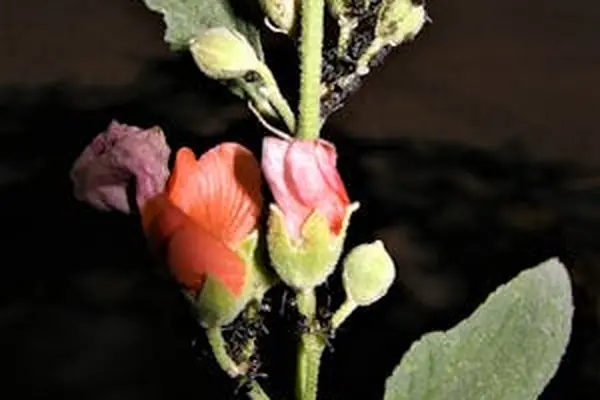 Criminal Law Lawyer Johor Bahru